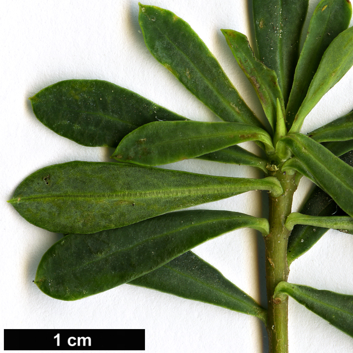 High resolution image: Family: Thymelaeaceae - Genus: Daphne - Taxon: striata